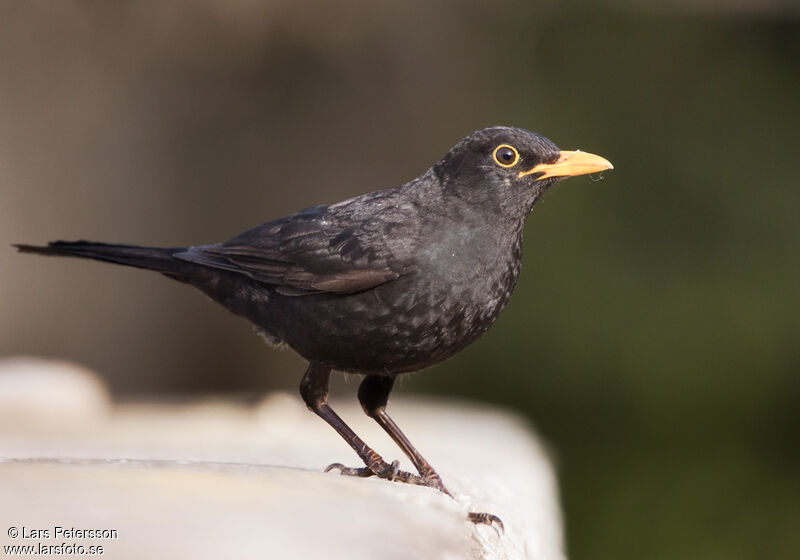 Common Blackbird