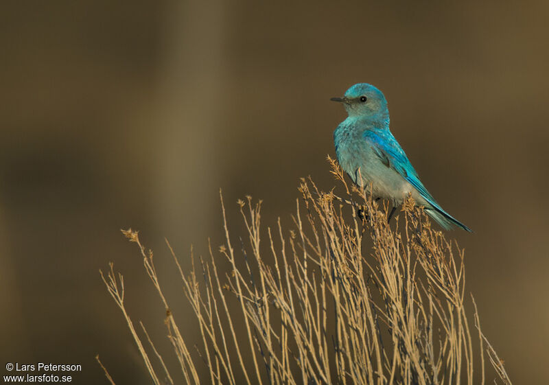 Mountain Bluebird