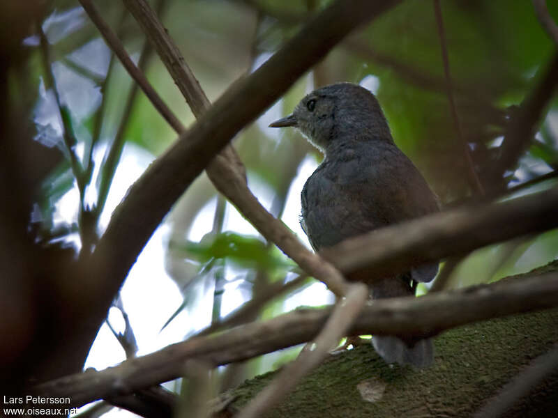 Mérulaxe du Diamantinaadulte, identification