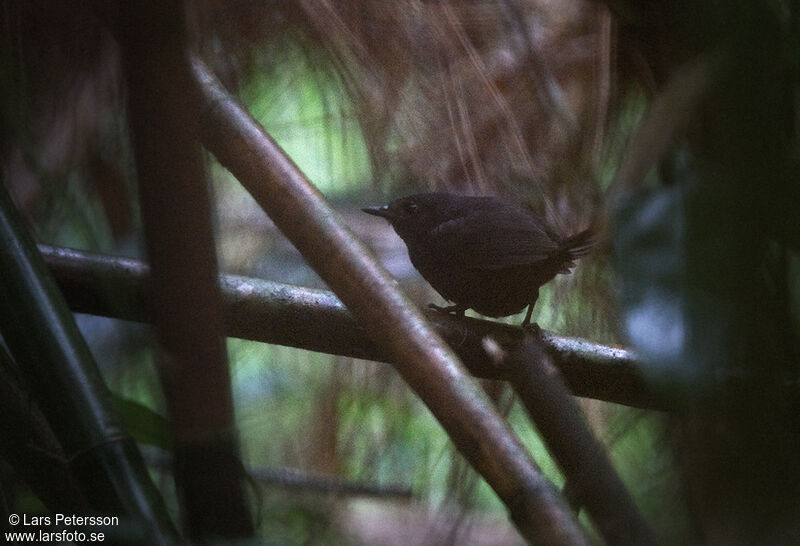 Mouse-colored Tapaculo