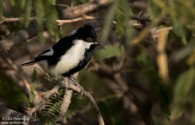 Mésange à ailes blanches