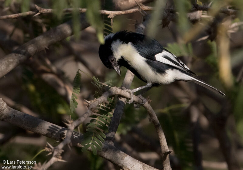 Mésange à ailes blanches