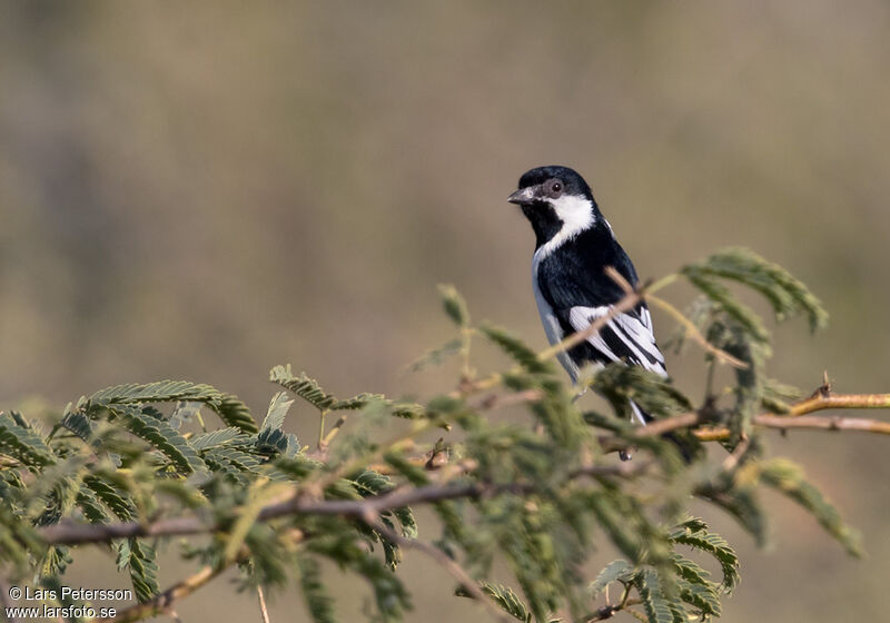 Mésange à ailes blanches