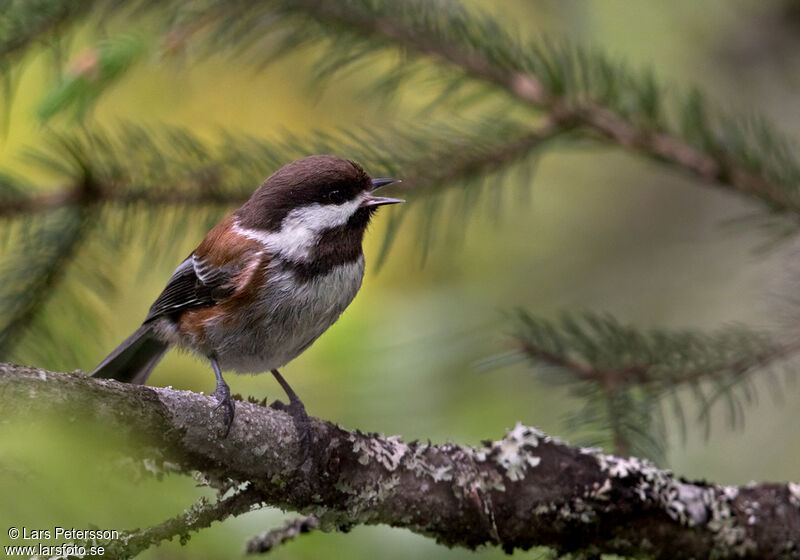 Chestnut-backed Chickadee