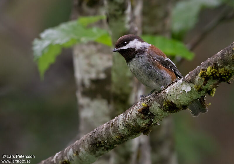 Chestnut-backed Chickadee