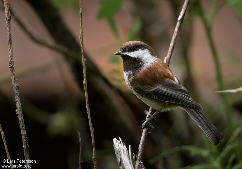 Mésange à dos marron