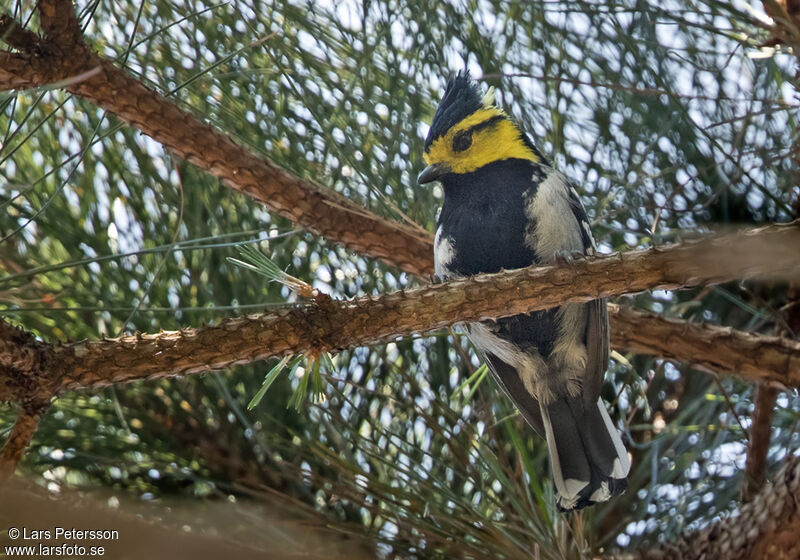 Mésange à dos tacheté