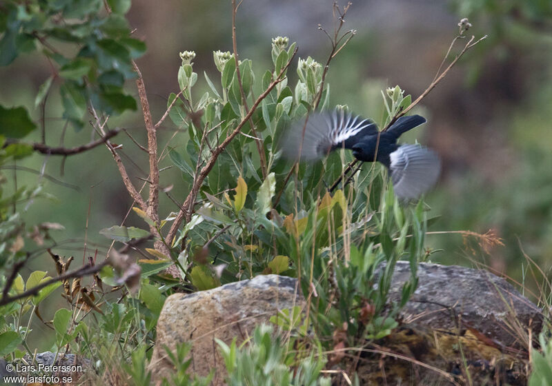 White-winged Black Tit