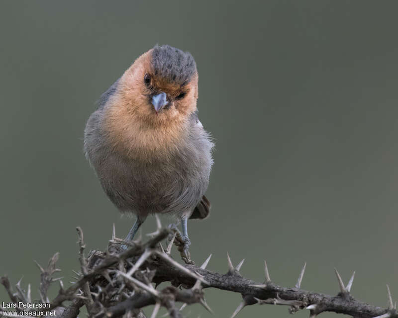 Red-throated Titadult, close-up portrait