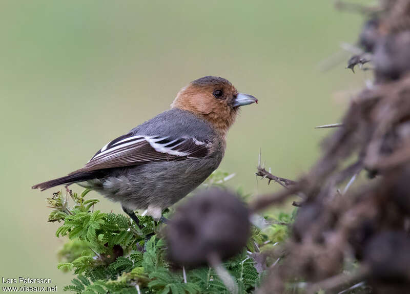 Red-throated Titadult, eats