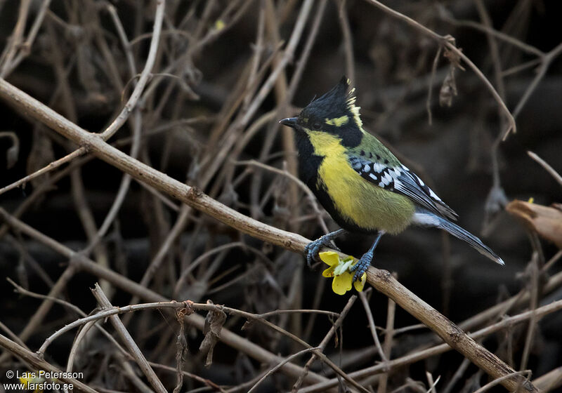 Mésange à joues jaunes