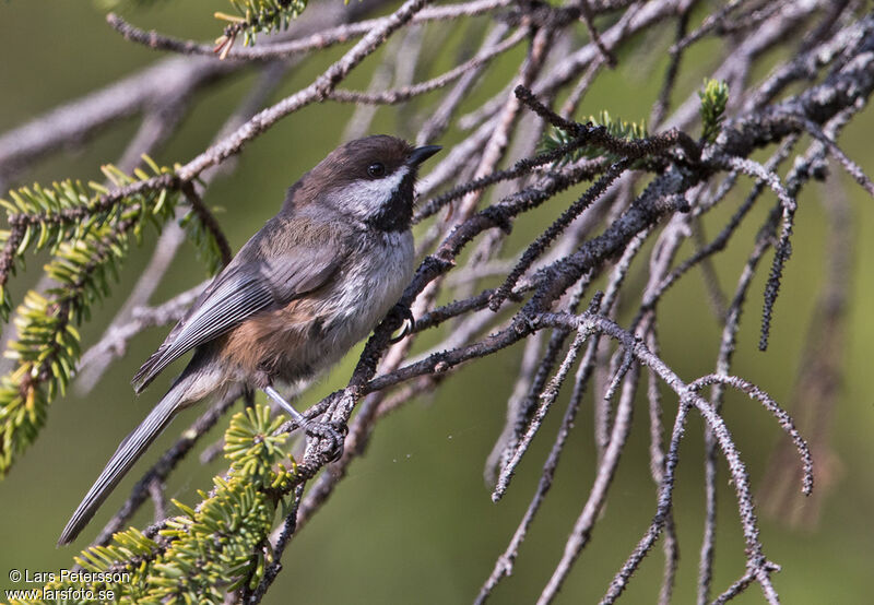 Mésange à tête brune