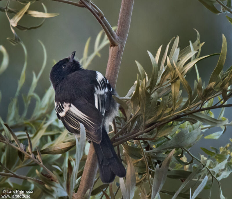 Mésange à ventre blanc