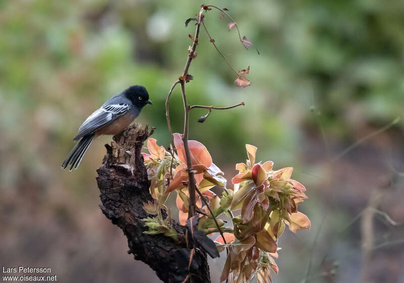 Mésange à ventre cannelleadulte, identification