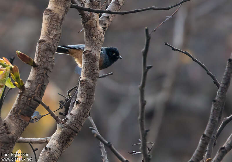 Rufous-bellied Titadult, habitat, pigmentation