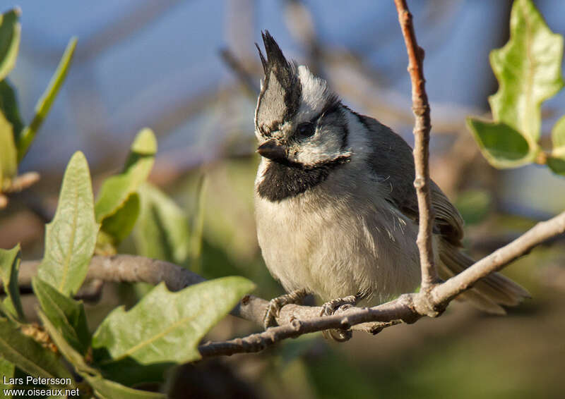 Bridled Titmouseadult, identification