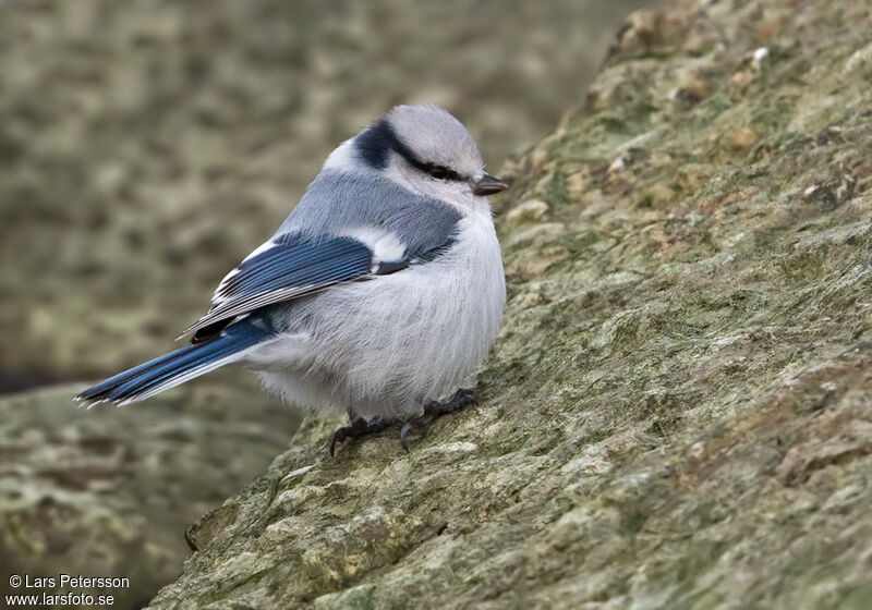 Azure Tit