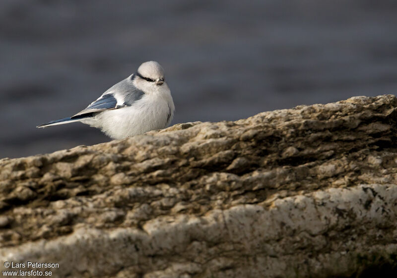 Azure Tit