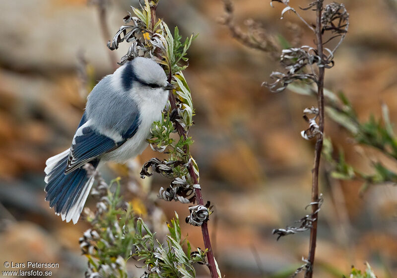 Azure Tit