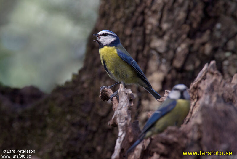 Eurasian Blue Tit