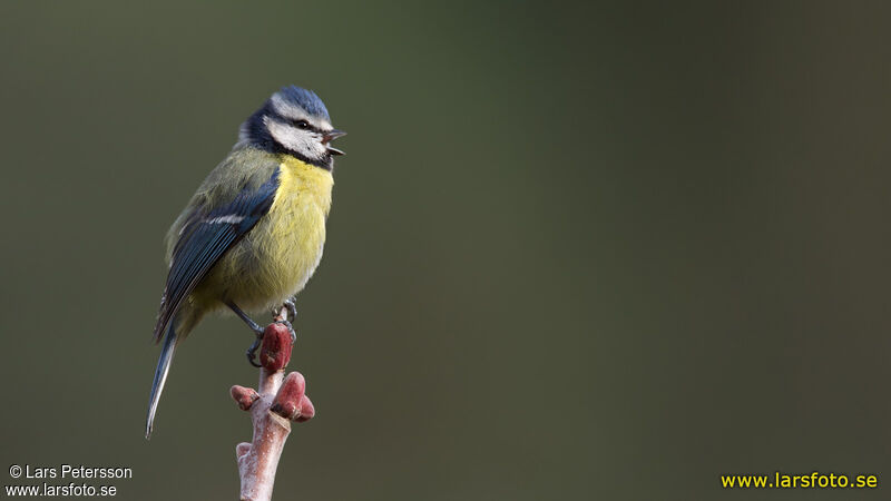 Mésange bleue