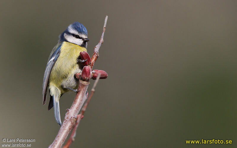 Mésange bleue