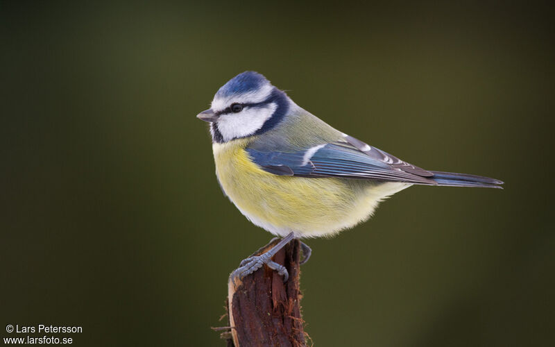 Mésange bleue