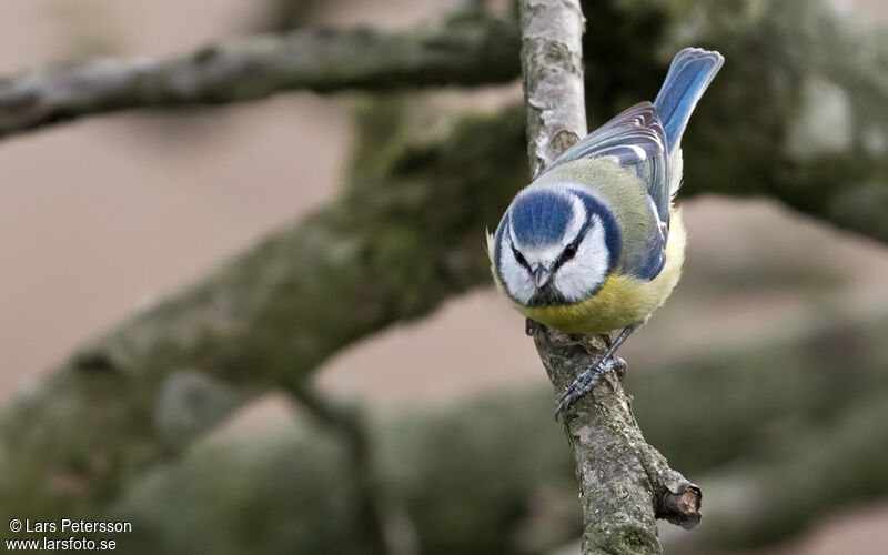 Mésange bleue