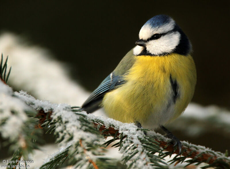 Mésange bleue