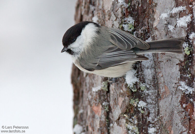 Mésange boréale