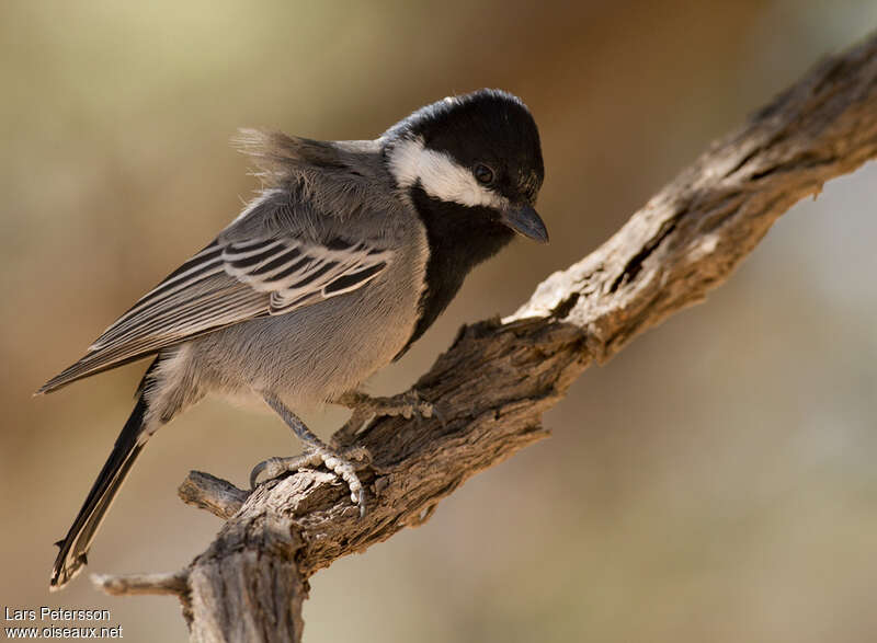 Ashy Titadult, identification