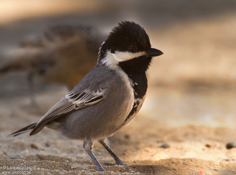 Mésange cendrée