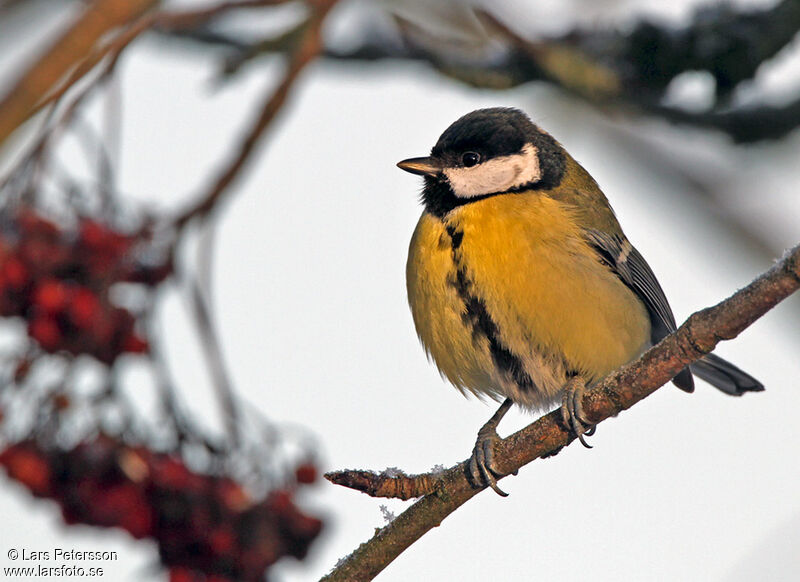 Mésange charbonnière