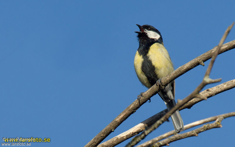 Mésange charbonnière