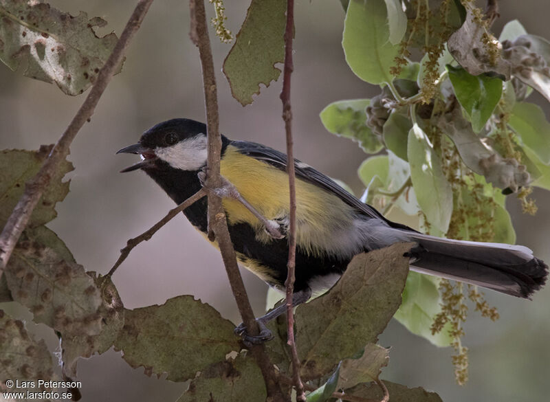 Mésange charbonnière