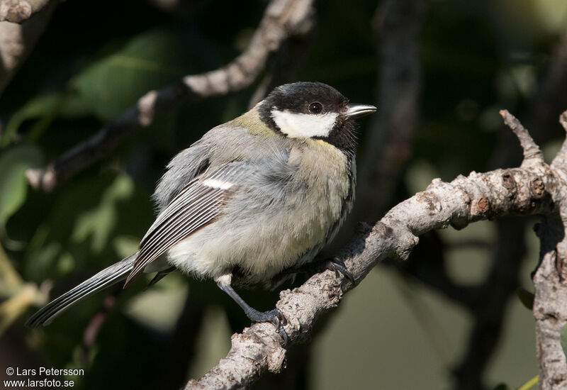 Mésange charbonnière