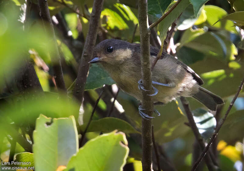 Mésange d'Iriomoteadulte