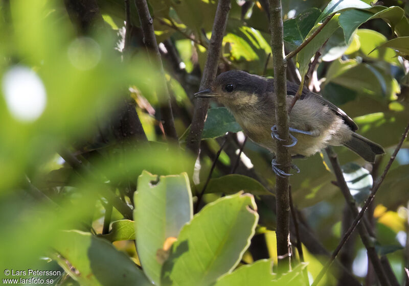 Mésange d'Iriomote