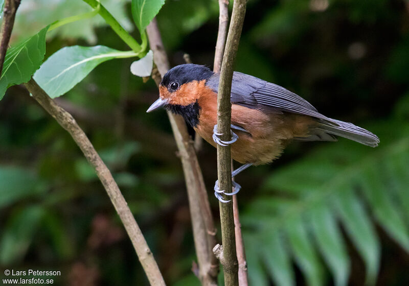 Mésange d'Owston