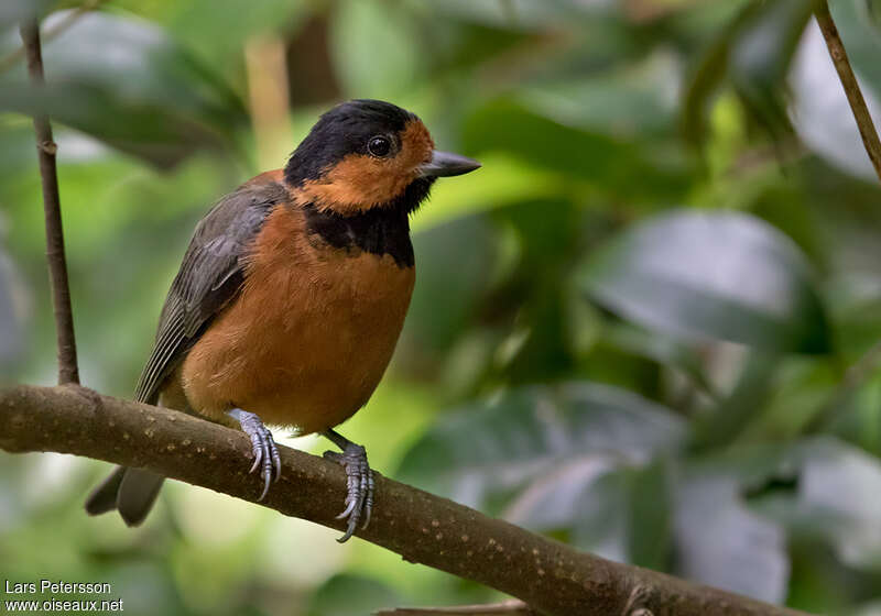 Mésange d'Owstonadulte