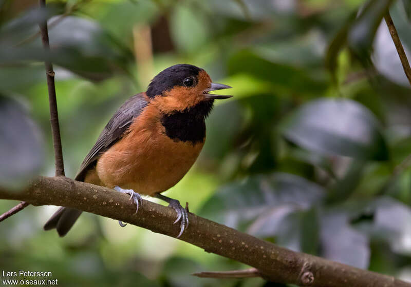 Mésange d'Owstonadulte, chant