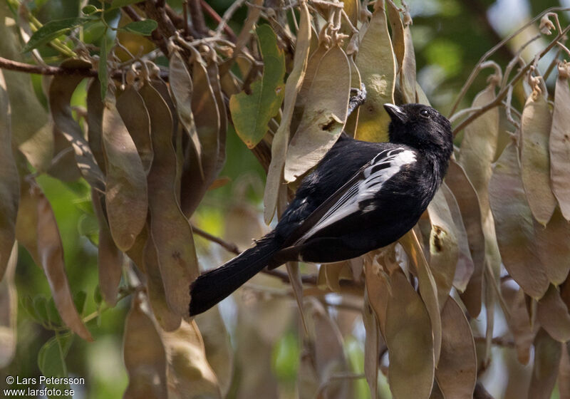 Carp's Tit