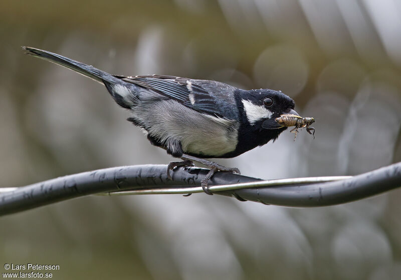 Cinereous Tit (minor)