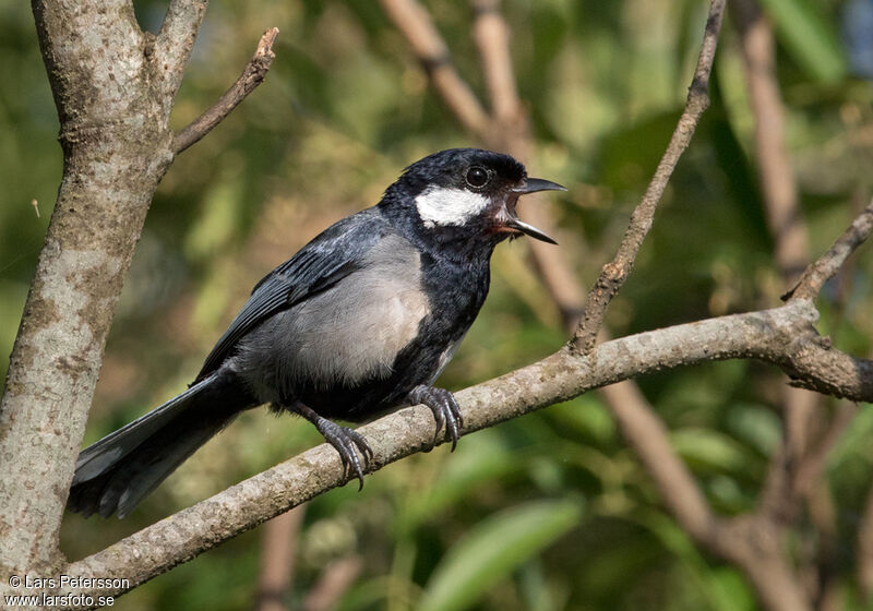 Mésange de Chine