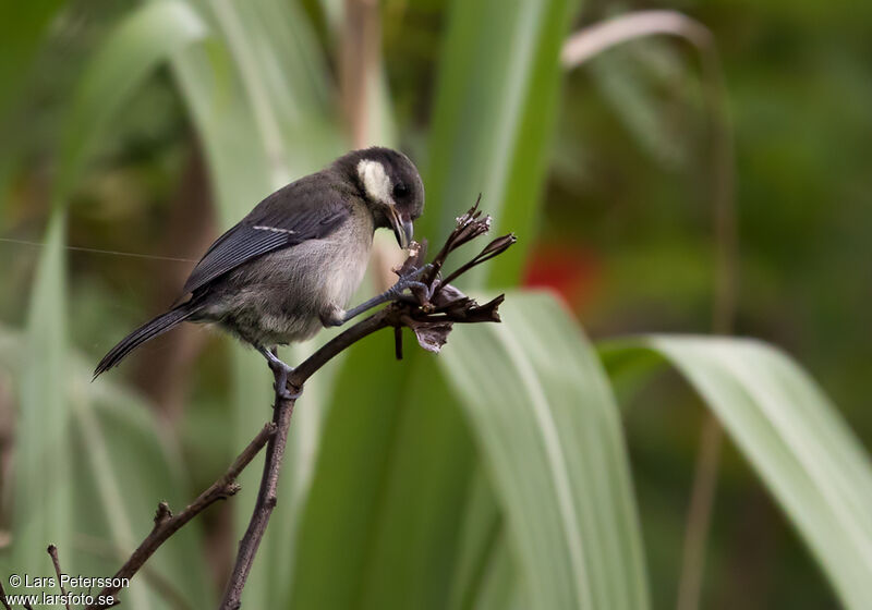 Cinereous Tit (minor)