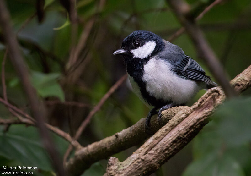 Cinereous Tit (minor)