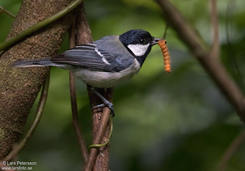 Mésange de Chine