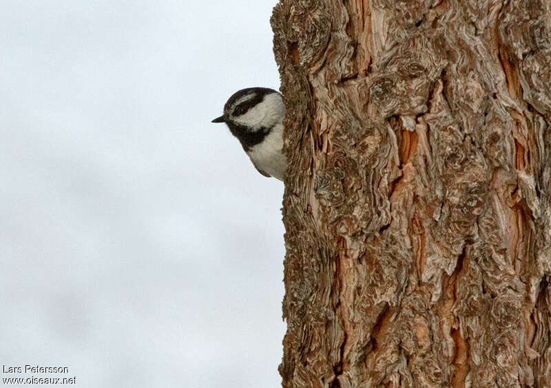 Mountain Chickadee, close-up portrait