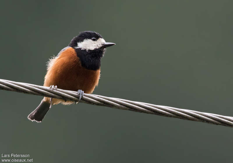 Mésange de Gouldadulte, identification