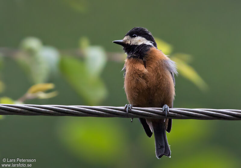 Chestnut-bellied Tit